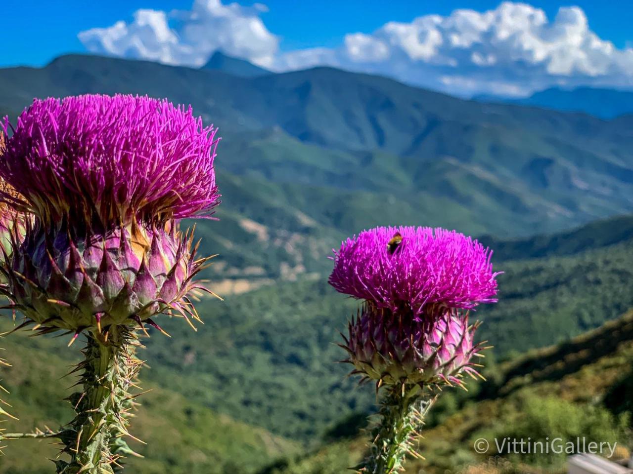 Nuits magiques au village entre mer et montagnes Bigorno Extérieur photo